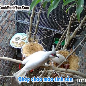 Lưới thép làm chuồng Aviary đẹp - Video Dailymotion