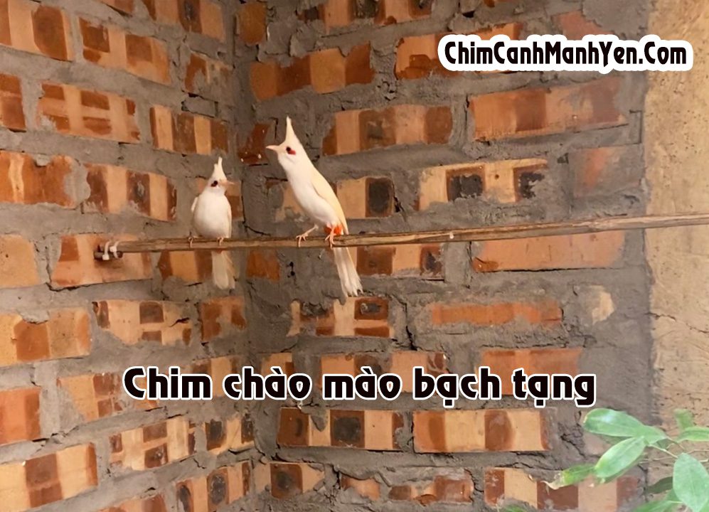 Chào mào bạch tạng