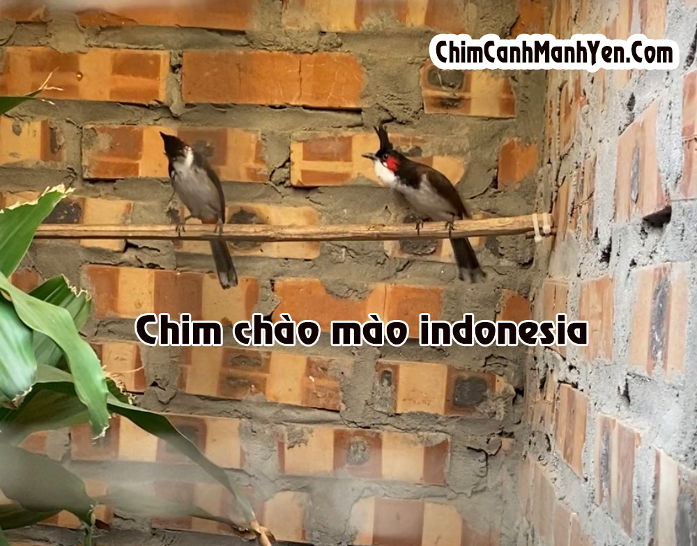 Hấp dẫn hội thi chim chào mào đấu - hót tại Vườn Quốc gia U Minh Hạ