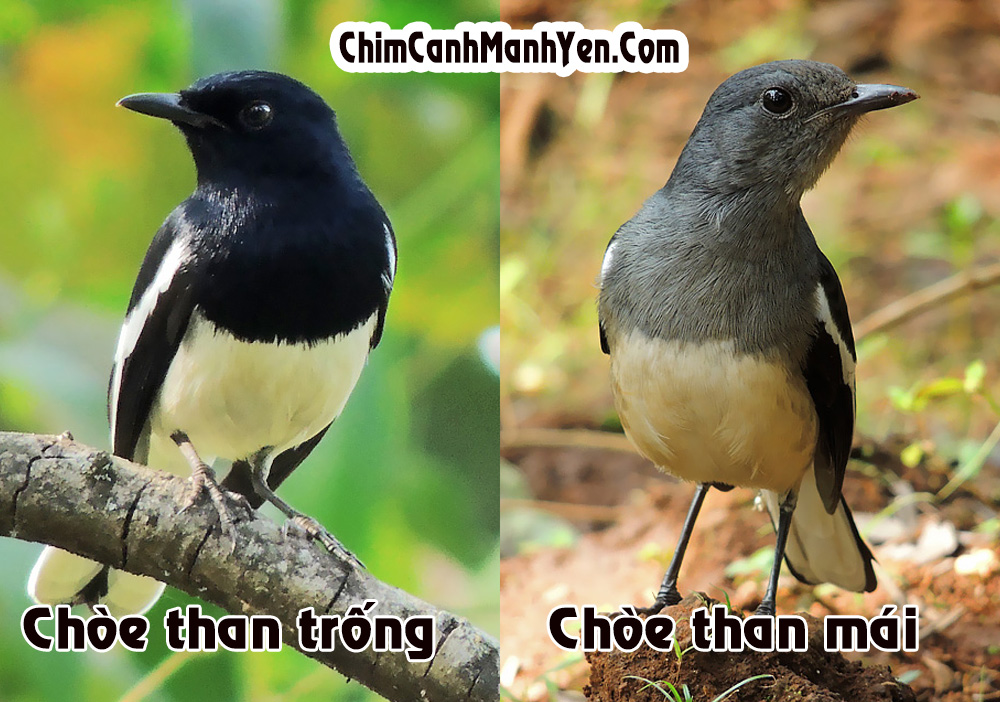 Chòe Than Hót Giọng Rừng | Tiếng Chim Chích Chòe Than | Chòe than Hót Kích  Bổi | Choe Than Hot - YouTube