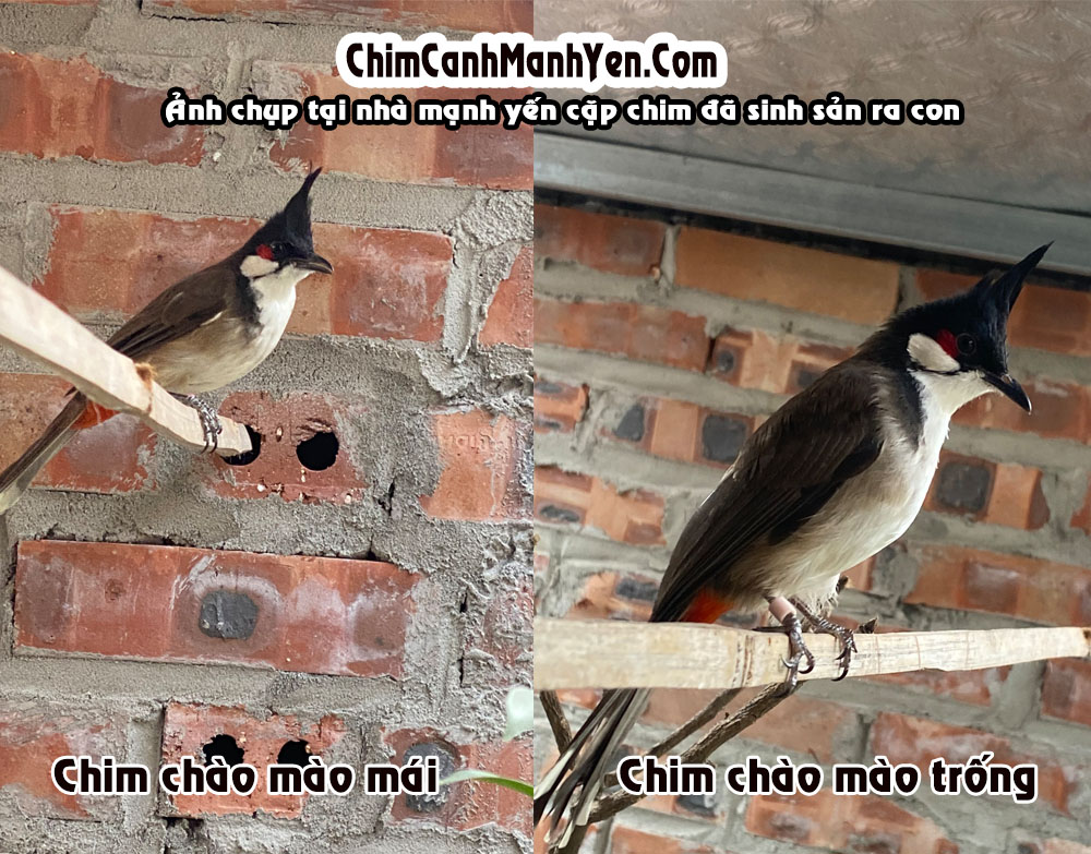 Mẹo] - Phân biệt chim chào mào trống và chim chào mào mái, 36848, Bich Van,  Blog MuaBanNhanh, 12/05/2015 14:03:53