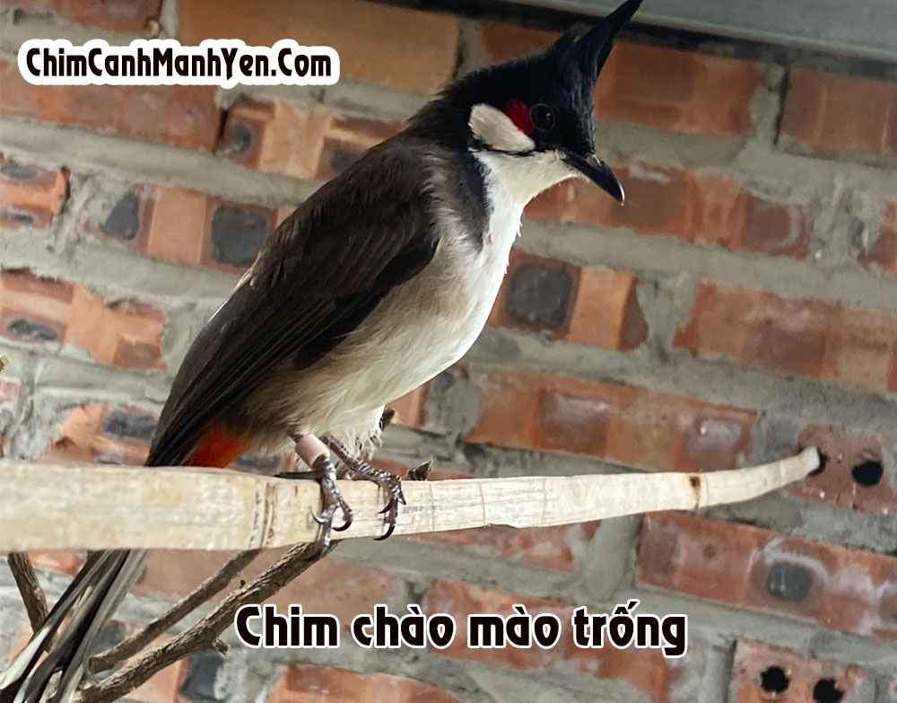 Loài chim chào mào hót say mê khi khách du lịch đi bộ qua rừng U Minh Hạ ở  Cà Mau