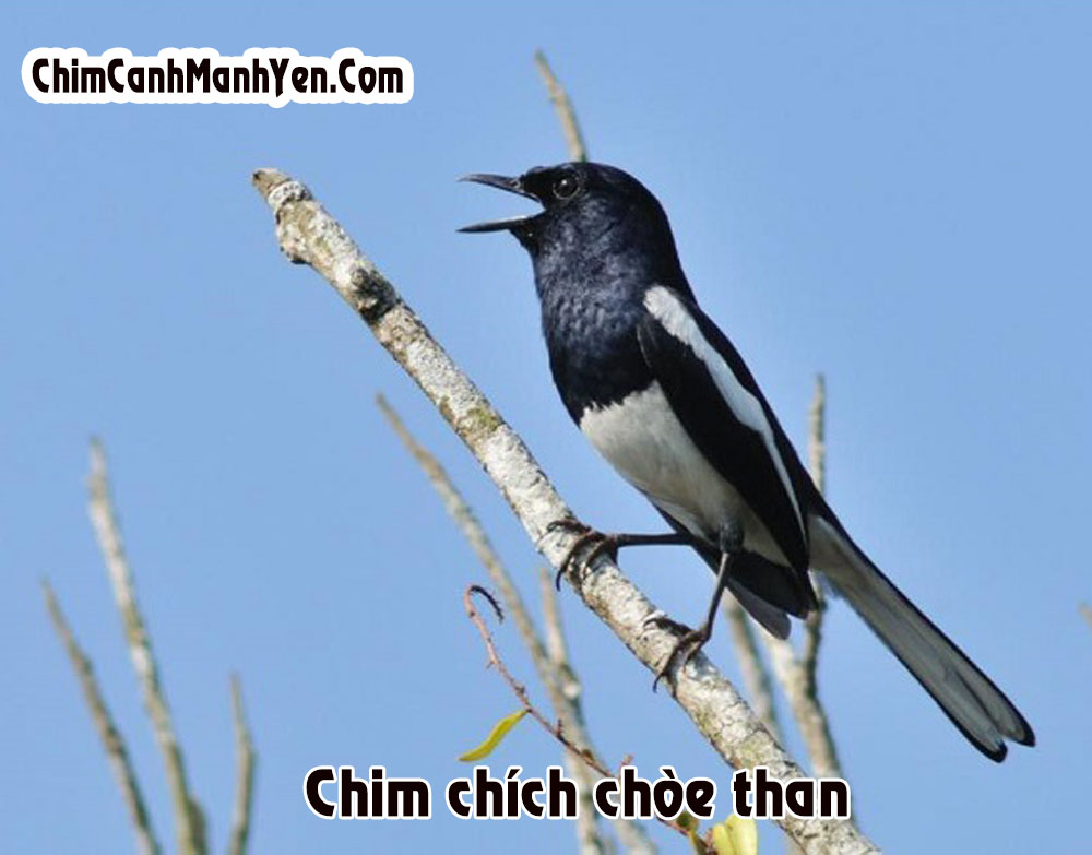80+ Chim Chích Chòe Than & ảnh Chim miễn phí - Pixabay