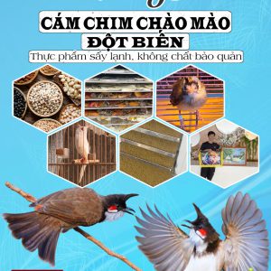 cám chim chào mào đột biến