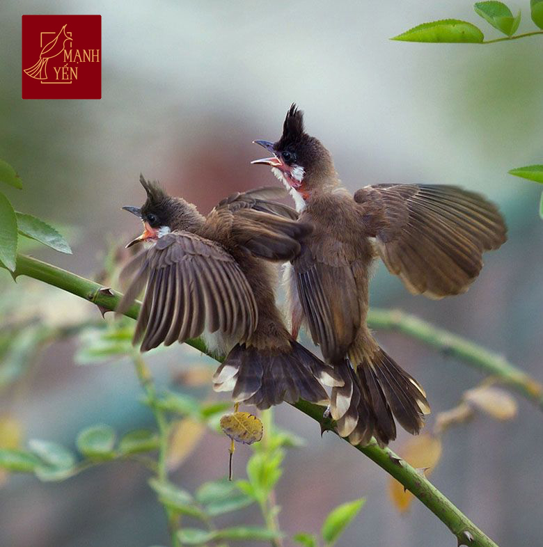 HÌNH ẢNH CHIM CHÀO MÀO – Đẹp, chất lượng cao đủ màu sắc